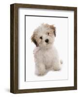 Domestic Dog, Shichon (Shih Tzu x Bichon Frise) designer crossbreed, puppy, sitting-Chris Brignell-Framed Photographic Print