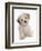 Domestic Dog, Shichon (Shih Tzu x Bichon Frise) designer crossbreed, puppy, sitting-Chris Brignell-Framed Photographic Print