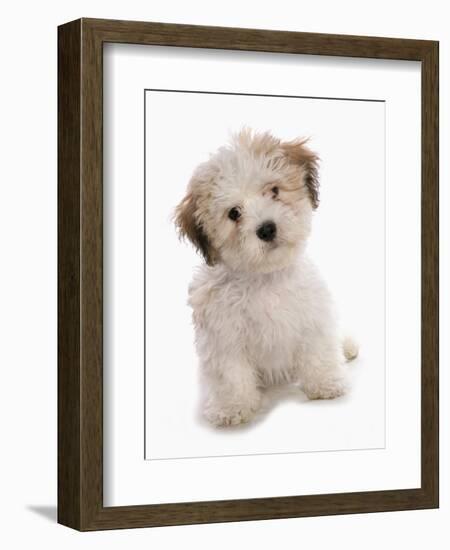 Domestic Dog, Shichon (Shih Tzu x Bichon Frise) designer crossbreed, puppy, sitting-Chris Brignell-Framed Photographic Print