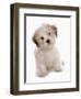 Domestic Dog, Shichon (Shih Tzu x Bichon Frise) designer crossbreed, puppy, sitting-Chris Brignell-Framed Photographic Print