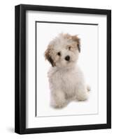 Domestic Dog, Shichon (Shih Tzu x Bichon Frise) designer crossbreed, puppy, sitting-Chris Brignell-Framed Photographic Print