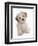 Domestic Dog, Shichon (Shih Tzu x Bichon Frise) designer crossbreed, puppy, sitting-Chris Brignell-Framed Photographic Print