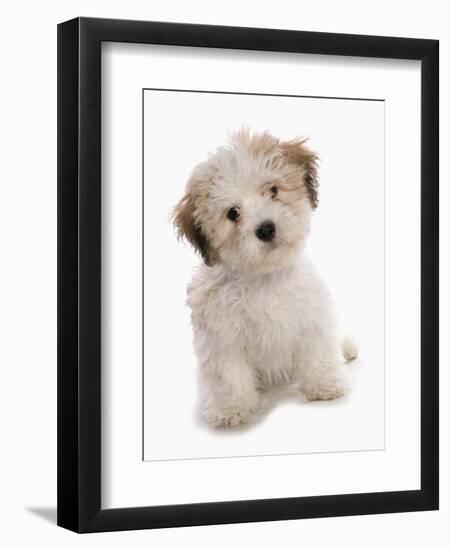 Domestic Dog, Shichon (Shih Tzu x Bichon Frise) designer crossbreed, puppy, sitting-Chris Brignell-Framed Photographic Print