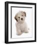 Domestic Dog, Shichon (Shih Tzu x Bichon Frise) designer crossbreed, puppy, sitting-Chris Brignell-Framed Photographic Print