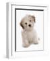 Domestic Dog, Shichon (Shih Tzu x Bichon Frise) designer crossbreed, puppy, sitting-Chris Brignell-Framed Photographic Print