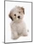 Domestic Dog, Shichon (Shih Tzu x Bichon Frise) designer crossbreed, puppy, sitting-Chris Brignell-Mounted Photographic Print