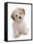 Domestic Dog, Shichon (Shih Tzu x Bichon Frise) designer crossbreed, puppy, sitting-Chris Brignell-Framed Stretched Canvas