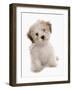 Domestic Dog, Shichon (Shih Tzu x Bichon Frise) designer crossbreed, puppy, sitting-Chris Brignell-Framed Photographic Print