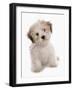 Domestic Dog, Shichon (Shih Tzu x Bichon Frise) designer crossbreed, puppy, sitting-Chris Brignell-Framed Photographic Print