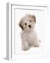 Domestic Dog, Shichon (Shih Tzu x Bichon Frise) designer crossbreed, puppy, sitting-Chris Brignell-Framed Photographic Print