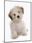 Domestic Dog, Shichon (Shih Tzu x Bichon Frise) designer crossbreed, puppy, sitting-Chris Brignell-Mounted Photographic Print