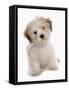 Domestic Dog, Shichon (Shih Tzu x Bichon Frise) designer crossbreed, puppy, sitting-Chris Brignell-Framed Stretched Canvas