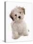 Domestic Dog, Shichon (Shih Tzu x Bichon Frise) designer crossbreed, puppy, sitting-Chris Brignell-Stretched Canvas