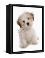 Domestic Dog, Shichon (Shih Tzu x Bichon Frise) designer crossbreed, puppy, sitting-Chris Brignell-Framed Stretched Canvas