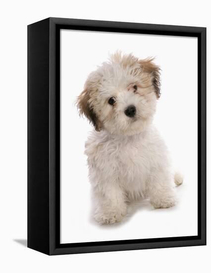 Domestic Dog, Shichon (Shih Tzu x Bichon Frise) designer crossbreed, puppy, sitting-Chris Brignell-Framed Stretched Canvas