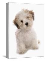 Domestic Dog, Shichon (Shih Tzu x Bichon Frise) designer crossbreed, puppy, sitting-Chris Brignell-Stretched Canvas