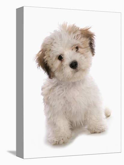 Domestic Dog, Shichon (Shih Tzu x Bichon Frise) designer crossbreed, puppy, sitting-Chris Brignell-Stretched Canvas