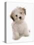 Domestic Dog, Shichon (Shih Tzu x Bichon Frise) designer crossbreed, puppy, sitting-Chris Brignell-Stretched Canvas