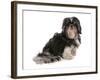 Domestic Dog, Shih Tzu, adult, sitting-Chris Brignell-Framed Photographic Print