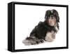 Domestic Dog, Shih Tzu, adult, sitting-Chris Brignell-Framed Stretched Canvas