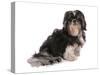 Domestic Dog, Shih Tzu, adult, sitting-Chris Brignell-Stretched Canvas