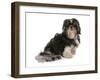 Domestic Dog, Shih Tzu, adult, sitting-Chris Brignell-Framed Photographic Print