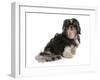 Domestic Dog, Shih Tzu, adult, sitting-Chris Brignell-Framed Photographic Print