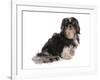 Domestic Dog, Shih Tzu, adult, sitting-Chris Brignell-Framed Photographic Print