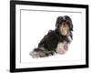 Domestic Dog, Shih Tzu, adult, sitting-Chris Brignell-Framed Photographic Print