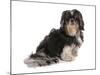 Domestic Dog, Shih Tzu, adult, sitting-Chris Brignell-Mounted Photographic Print