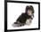 Domestic Dog, Shih Tzu, adult, sitting-Chris Brignell-Framed Photographic Print