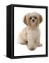 Domestic Dog, Shih Tzu, adult, sitting-Chris Brignell-Framed Stretched Canvas