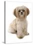 Domestic Dog, Shih Tzu, adult, sitting-Chris Brignell-Stretched Canvas