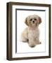 Domestic Dog, Shih Tzu, adult, sitting-Chris Brignell-Framed Photographic Print