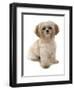 Domestic Dog, Shih Tzu, adult, sitting-Chris Brignell-Framed Photographic Print