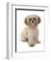 Domestic Dog, Shih Tzu, adult, sitting-Chris Brignell-Framed Photographic Print