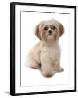 Domestic Dog, Shih Tzu, adult, sitting-Chris Brignell-Framed Photographic Print