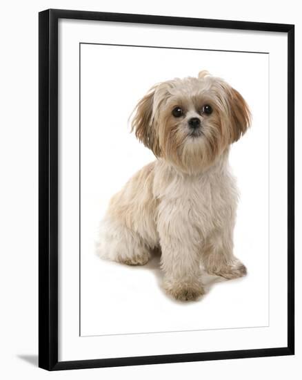 Domestic Dog, Shih Tzu, adult, sitting-Chris Brignell-Framed Photographic Print