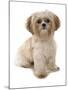 Domestic Dog, Shih Tzu, adult, sitting-Chris Brignell-Mounted Photographic Print