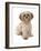 Domestic Dog, Shih Tzu, adult, sitting-Chris Brignell-Framed Photographic Print