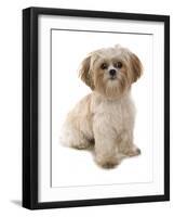 Domestic Dog, Shih Tzu, adult, sitting-Chris Brignell-Framed Photographic Print