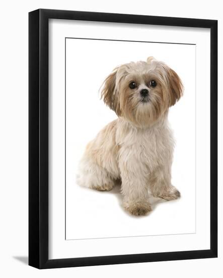 Domestic Dog, Shih Tzu, adult, sitting-Chris Brignell-Framed Photographic Print