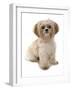 Domestic Dog, Shih Tzu, adult, sitting-Chris Brignell-Framed Photographic Print