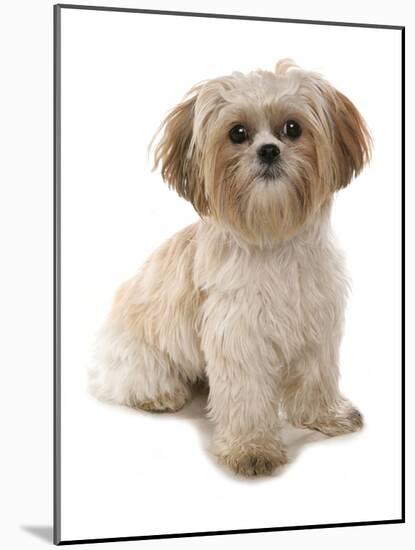 Domestic Dog, Shih Tzu, adult, sitting-Chris Brignell-Mounted Photographic Print