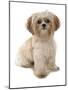 Domestic Dog, Shih Tzu, adult, sitting-Chris Brignell-Mounted Photographic Print