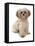 Domestic Dog, Shih Tzu, adult, sitting-Chris Brignell-Framed Stretched Canvas