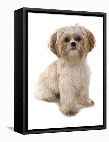 Domestic Dog, Shih Tzu, adult, sitting-Chris Brignell-Framed Stretched Canvas