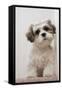 Domestic Dog, Shih Tzu, puppy, sitting on carpet at top of staircase-Angela Hampton-Framed Stretched Canvas