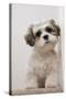 Domestic Dog, Shih Tzu, puppy, sitting on carpet at top of staircase-Angela Hampton-Stretched Canvas