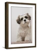 Domestic Dog, Shih Tzu, puppy, sitting on carpet at top of staircase-Angela Hampton-Framed Photographic Print